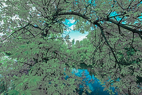 Overlooking River Through Bending Leaf Covered Autumn Tree Branch (Cyan Tint)