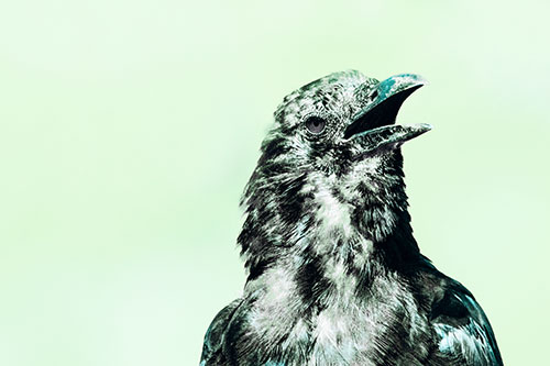 Panting Open Mouthed Crow Cooling Down Among Heat (Cyan Tint)