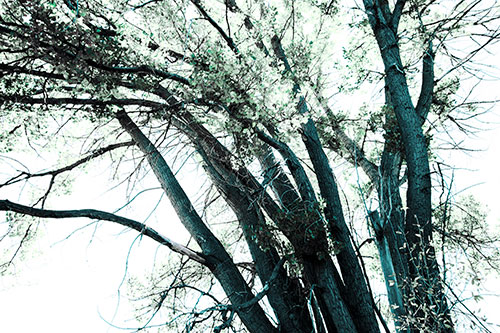 Partially Dead Fall Tree Trunks (Cyan Tint Photo)