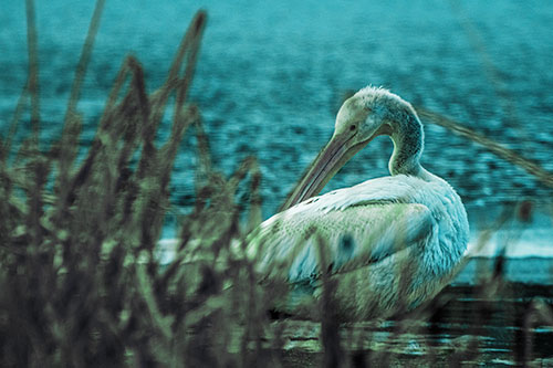 Pelican Grooming Beyond Water Reed Grass (Cyan Tint Photo)