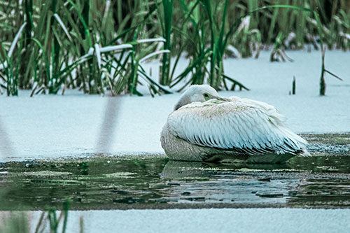 Pelican Resting Atop Ice Frozen Lake (Cyan Tint Photo)