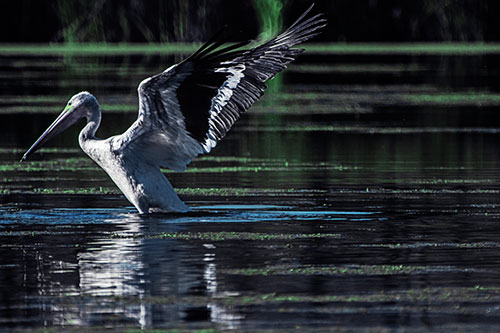 Pelican Takes Flight Off Lake Water (Cyan Tint Photo)