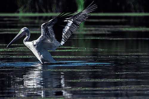 Pelican Takes Flight Off Lake Water (Cyan Tint)