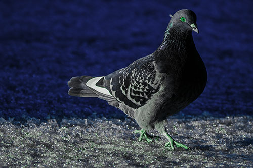 Pigeon Crosses Shadow Covered River Ice (Cyan Tint Photo)
