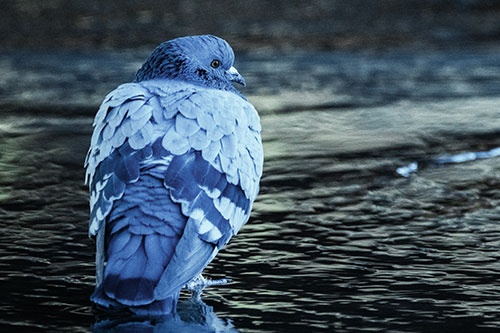 Pigeon Glancing Backwards Among River Water (Cyan Tint Photo)