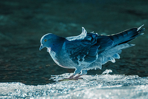 Pigeon Peeking Over Frozen River Ice Edge (Cyan Tint Photo)
