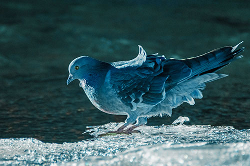 Pigeon Peeking Over Frozen River Ice Edge (Cyan Tint)