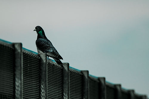 Pigeon Standing Atop Steel Guardrail (Cyan Tint Photo)