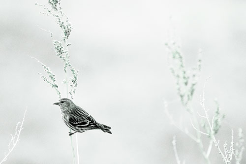 Pine Siskin Finch Bird Clinging Vertically Onto Plant (Cyan Tint Photo)