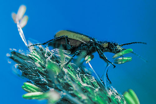 Pollen Covered Scarlet Malachite Beetle Hugging Flower Stem (Cyan Tint)