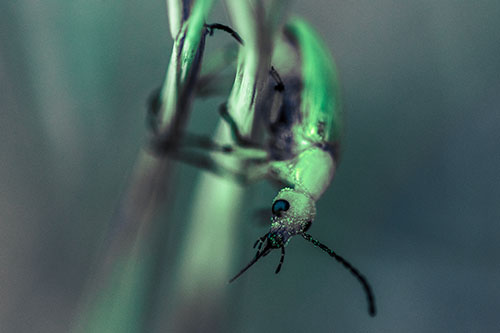 Pollen Faced Blister Beetle Hangs Onto Plant Stem (Cyan Tint)