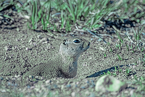 Prairie Dog Emerges From Dirt Tunnel (Cyan Tint)