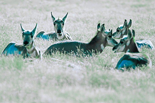 Pronghorn Herd Rest Among Grass (Cyan Tint Photo)