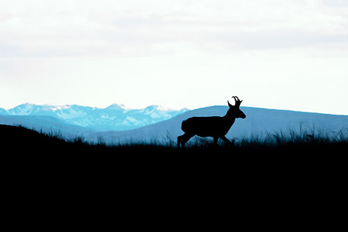 Pronghorn Silhouette On The Prowl (Cyan Tint Photo)