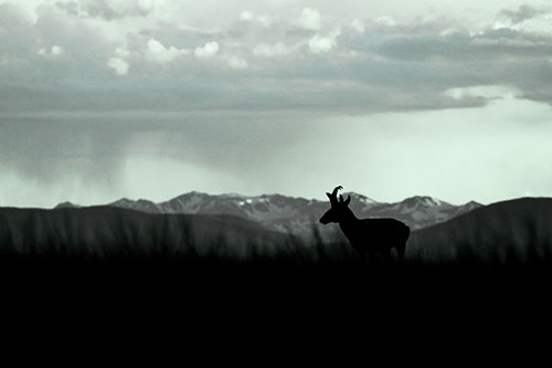 Pronghorn Silhouette Overtakes Stormy Mountain Range (Cyan Tint)