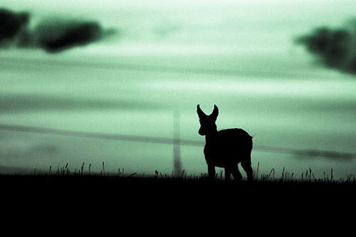 Pronghorn Silhouette Watches Sunset Atop Grassy Hill (Cyan Tint Photo)