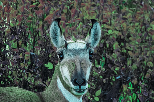 Pronghorn Snacking Among Autumn Leaves (Cyan Tint)