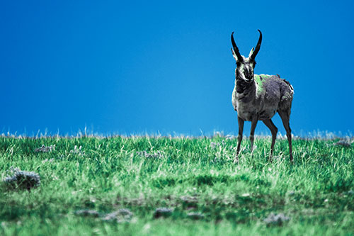 Pronghorn Standing Along Grassy Horizon (Cyan Tint Photo)