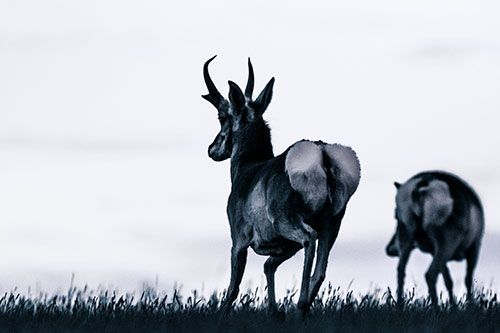 Pronghorns Begin Sprinting Towards Herd (Cyan Tint Photo)