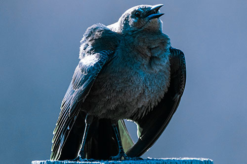 Puffy Female Grackle Croaking Atop Wooden Fence Post (Cyan Tint Photo)