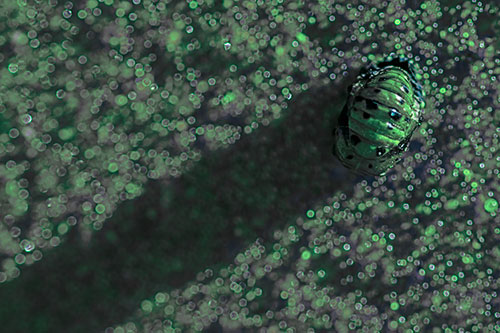 Pupa Convergent Lady Beetle Casts Shadow Among Sparkles (Cyan Tint Photo)