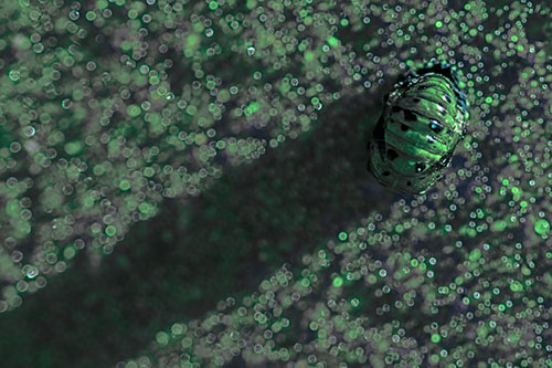 Pupa Convergent Lady Beetle Casts Shadow Among Sparkles (Cyan Tint)