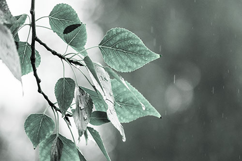 Rain Falling On Tree Leaves (Cyan Tint Photo)