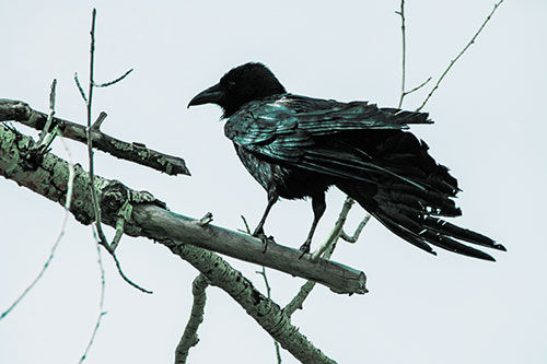 Raven Grips Onto Broken Tree Branch (Cyan Tint)