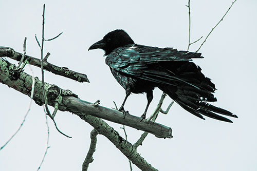 Raven Grips Onto Broken Tree Branch (Cyan Tint Photo)