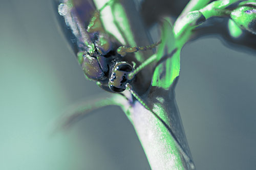 Red Wasp Crawling Down Flower Stem (Cyan Tint Photo)
