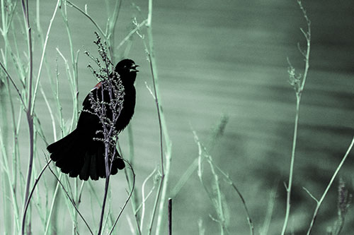 Red Winged Blackbird Chirping From Plant Top (Cyan Tint Photo)