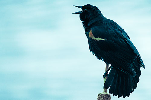 Red Winged Blackbird Singing Atop Cattail Branch (Cyan Tint)