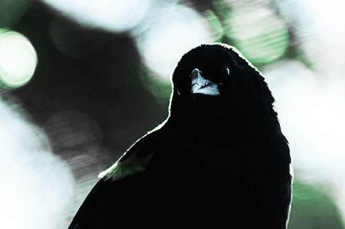 Red Winged Blackbird Tilting Head Among Sunlight (Cyan Tint Photo)