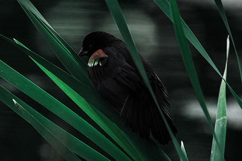 Red Winged Blackbird Watching Atop Water Reed Grass (Cyan Tint Photo)