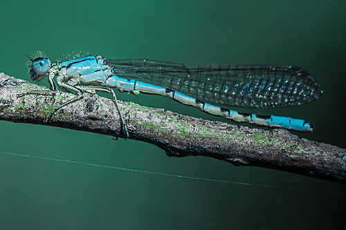 Resting Damselfly Spread Across Branch (Cyan Tint)
