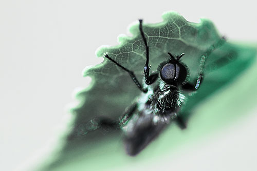 Resting March Fly Seeks Shade Beneath Leaf Petal (Cyan Tint)