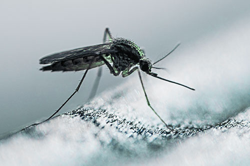 Resting Mosquito Awaits Warmth Among Sunlight (Cyan Tint)