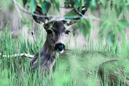 Resting White Tailed Deer Watches Surroundings (Cyan Tint Photo)