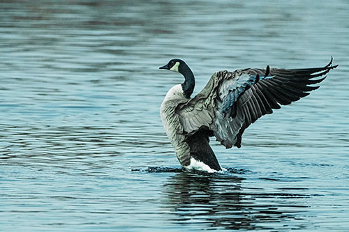 Rising Canadian Goose Spreading Wings Among Lake Top (Cyan Tint)