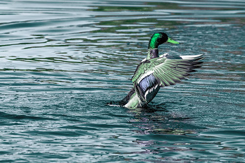Rising Mallard Duck Flapping Wings Among Rippling Water (Cyan Tint)