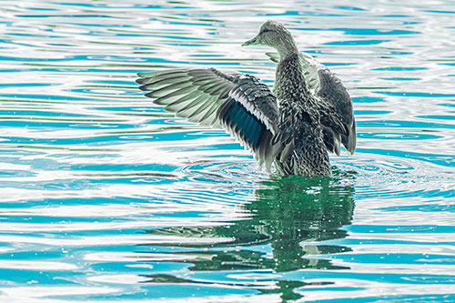 Rising Mallard Duck Flaps Wings Atop Lake (Cyan Tint)