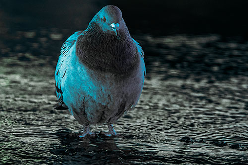 River Standing Pigeon Watching Ahead (Cyan Tint)