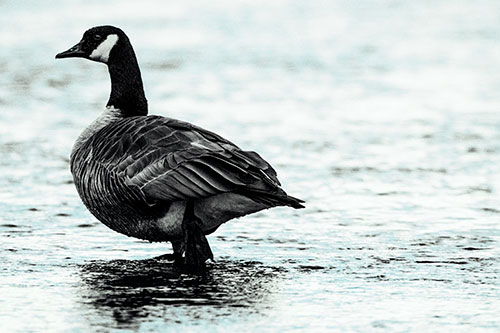 River Walking Canadian Goose (Cyan Tint Photo)