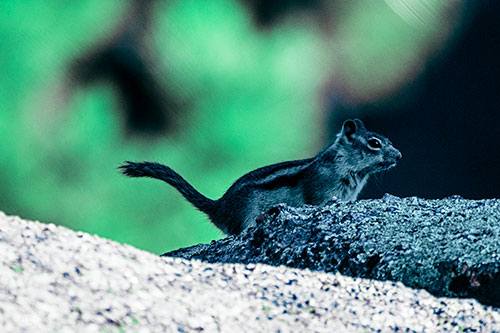 Rock Climbing Squirrel Reaches Shaded Area (Cyan Tint Photo)