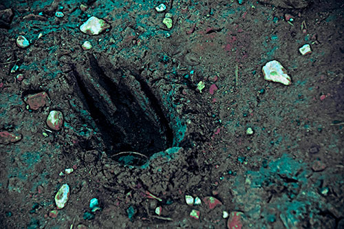Rocks Surround Deep Mud Paw Footprint (Cyan Tint Photo)