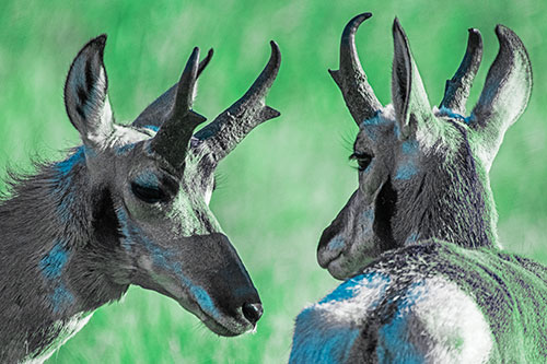 Romantic Pronghorn Couple Get Close (Cyan Tint)