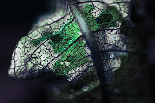Rotting Veined Leaf Stem Face (Cyan Tint Photo)