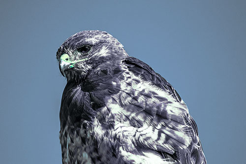 Rough Legged Hawk Keeping An Eye Out (Cyan Tint Photo)