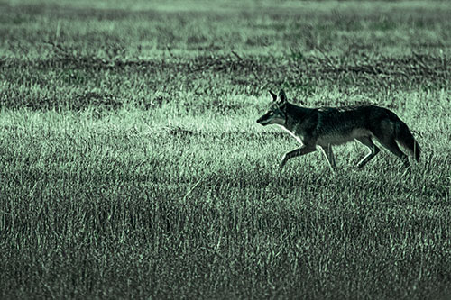Running Coyote Hunting Among Grass Prairie (Cyan Tint Photo)