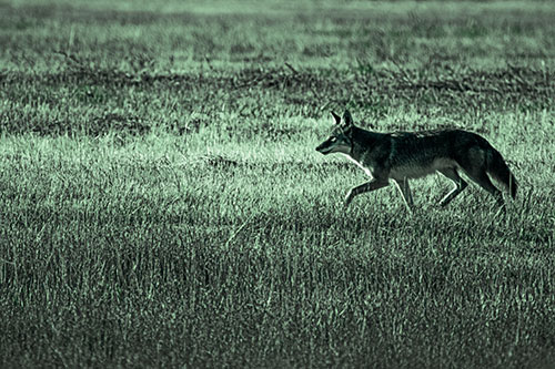Running Coyote Hunting Among Grass Prairie (Cyan Tint)